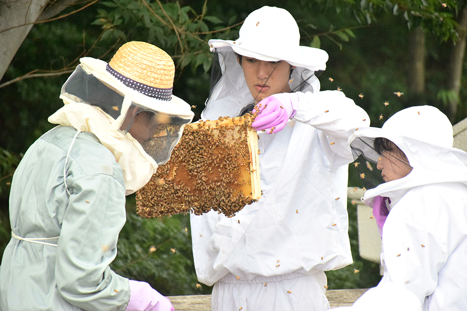 みつばちプロジェクトが採蜜を実施