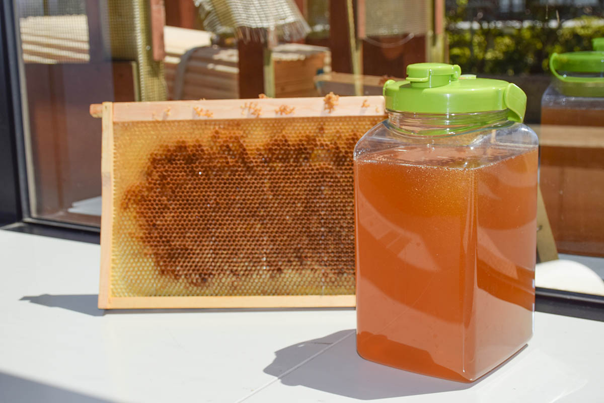 みつばちプロジェクトが新宿で蜂蜜を採取