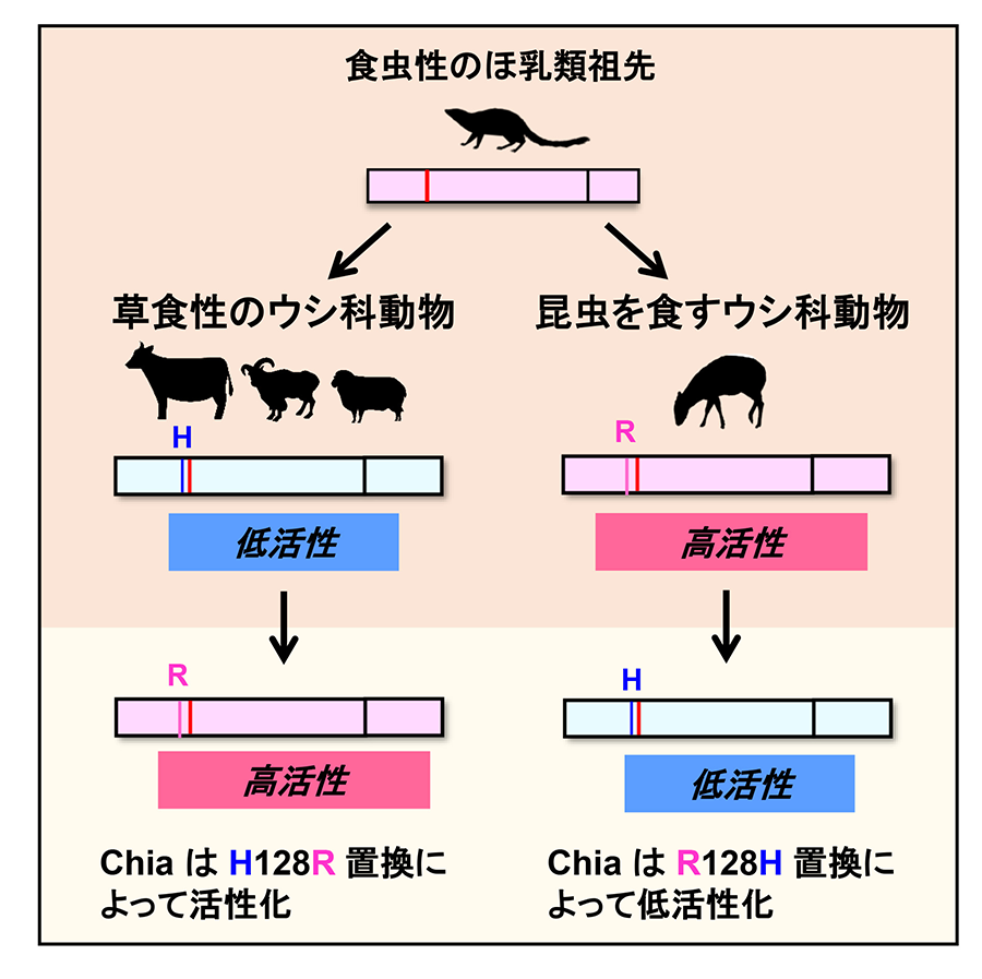 田畑絵理客員研究員が、反芻動物でキチンの分解能力が失われた