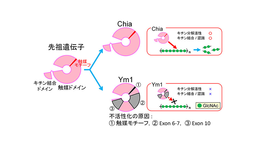 大川一明客員研究員(生命化学科)が、キチナーゼ様タンパク質 Ym1 大川一明客員研究員(生命化学科)が、キチナーゼ様タンパク質 Ym1
